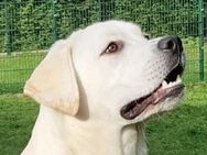 Erstklassiger Labrador Rüde abzugeben - Kirchlinteln