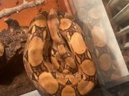 Boa Constrictor sucht neues Zuhause - Bonn Poppelsdorf