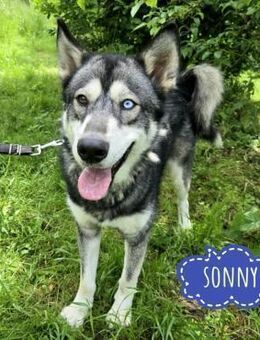 Sonny ein Traum auf 4 Pfoten - Flörsheim-Dalsheim