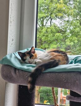 Kitten sucht neues Zuhause - Hamburg