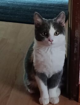 BKH/Mix Kitten - Isny (Allgäu)
