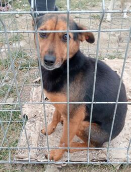 Sissy sucht ihr Glück - Steinhagen (Nordrhein-Westfalen)