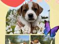 Jack Russell Terrier Welpen, reinrassig in 22880