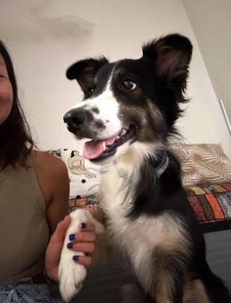 Freya junge Border-Collie-Dame mit gro - Ratekau