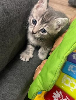 2 Monate Baby Katzen 4 verspielte Babys - Köln