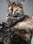 Zu Hause gesucht in 06667