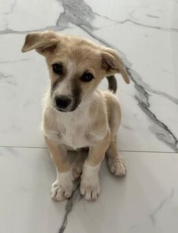 Roki- kleiner Rüde sucht sein Glück - Rambin