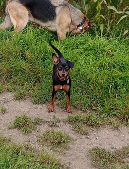 Zwergpinscher Mädchen 7 Monate - Hördt
