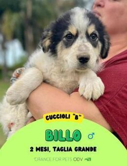 Billo 💙💙💙 ein entzückender Hundebub - Herxheim (Landau)
