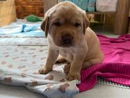 Labrador Welpen - Freihung