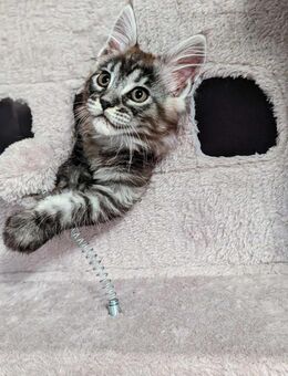 Zu verkaufen: Süßes Maine Coon Kätzchen (Mädchen) – 3 Monate 🐾 - Ludwigshafen (Rhein)