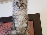 Deckkater für unsere Maine Coon gesucht - Cham