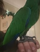 Papagei , 6. Monate alt handzahm in 04552