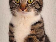 Katze Molly - Remscheid