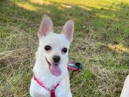 Chihuahua/Pomaranien Mix - Emsdetten