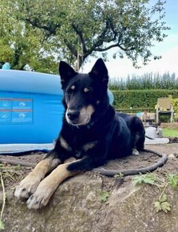 HOUDINI auf dem Weg ins neue Glück - Koblenz