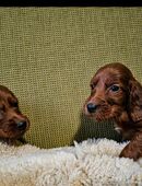 Reinrassige Irish Setter Welpen in 06667