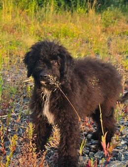 Goldendoodle medium Rüde sucht wieder ein neues Zuhause - Waldmünchen