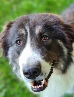 Kuschelbär KODA - Gefrees