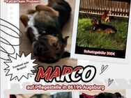 Prince Charming Marco - Dillingen (Donau)