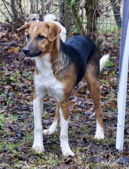 Hooker, agil, verspielt, neugierig - Westerholt