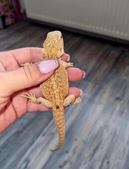 Farbbartagame Jungtiere ( pogona vitticeps) - Offstein