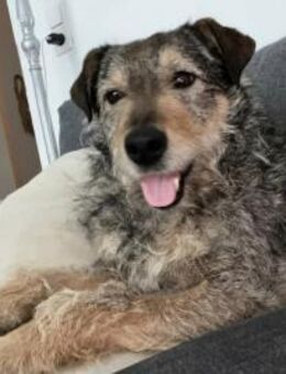 Charly sucht sein Zuhause 💙 - Kalkar