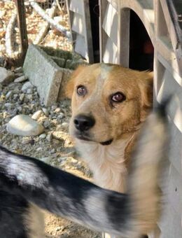 Leo, der perfekte Familienzuwachs! - Oberhausen