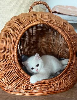 BKH Kitten Weibchen Abgabe bereit - Hamburg Harburg