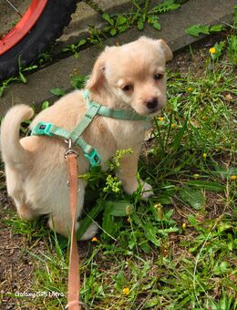 Chihuahua Mix! - Berlin Neukölln