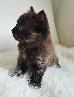 Maine Coon × BKH Kitten geimpft, entwurmt, gechipt, mit Starterpaket - Viersen