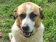 Rico wartet seit fast 5 Jahren - Mettmann