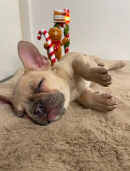 Zwei Bulldoggenherzen auf Familiensuche - München