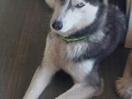 Maya Aufgeweckte Husky-Dame sucht... - Rambin