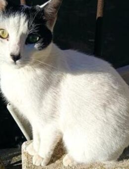 Geselliger Kater Blanki sucht HappyHome - Bad Camberg