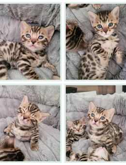 Einmaliger Bengalkittenwurf - Niebüll