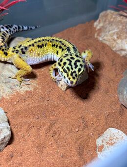Leopardgeckos - Frankfurt (Main)