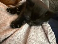 Süße Babykatze - Mutterstadt