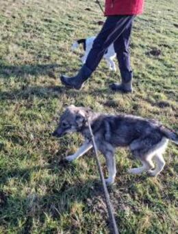 Filou sucht seine Schmusepartner - Neuried (Baden-Württemberg)