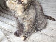 BKH katze und langhaare ( weiblich ) - Gelsenkirchen
