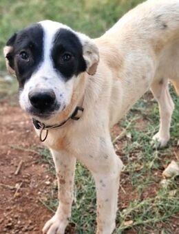 Stormy, der aufgeweckte Anführer - Mettmann