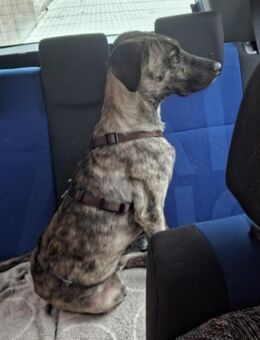 Arnie, Junghund sucht seine Familie - Unterföhring