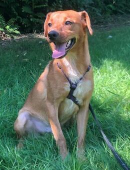 Panino der Niedliche - Obertshausen