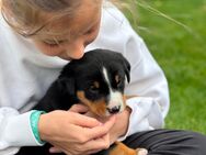 Appenzeller Sennenhund Welpen Schweizer - Langenhagen Zentrum