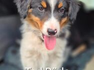 Australian Shepherd - Halberstadt