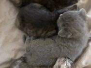 Kitten abzugeben - Mischlinge auch Britisch Kurzhaar - Lohmar