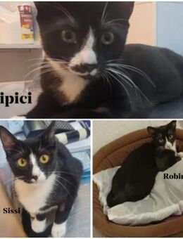 Lipici & Sissi und Robin 3 Katzenkinder - Unterföhring