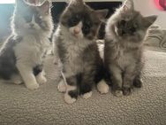 Maine Coon Kitten abzugeben - Übach-Palenberg