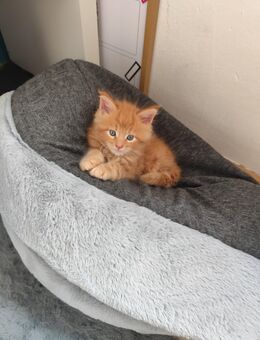 1 Maine Coon Baby - Warin