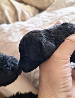 Toypudelwelpen - Forstinning